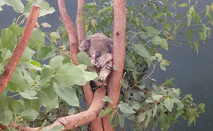 Australia 2019 – 7th January