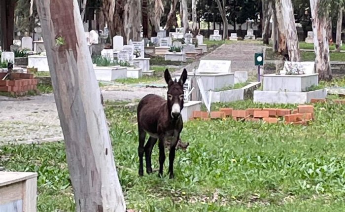 Dalyan – 10th&nbsp;April