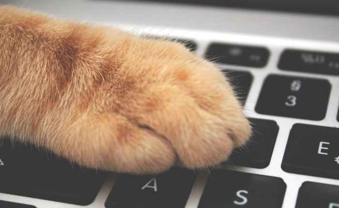 The Pros and Cons of living in other people’s homes when pet&nbsp;sitting