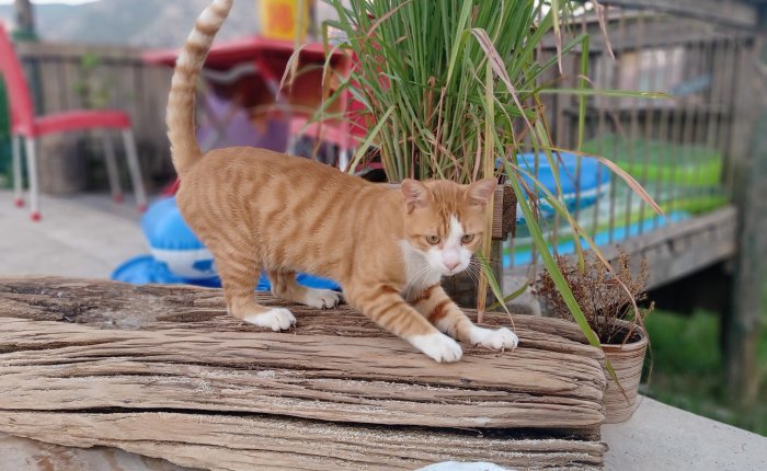 Dalyan – 3rd & 4th&nbsp;August