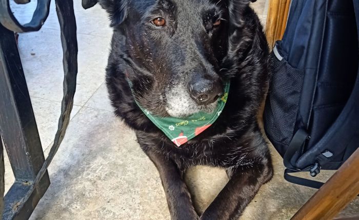 Dalyan – 26th&nbsp;December