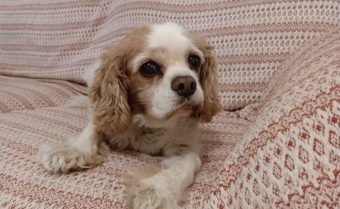 Dalyan – 17th&nbsp;November