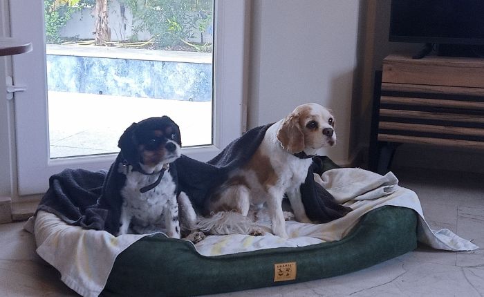 Dalyan – 7th & 8th&nbsp;December