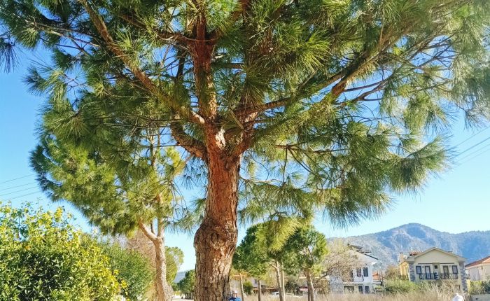 Dalyan – 31st&nbsp;January