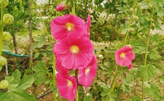 Dalyan – 29th & 30th&nbsp;April