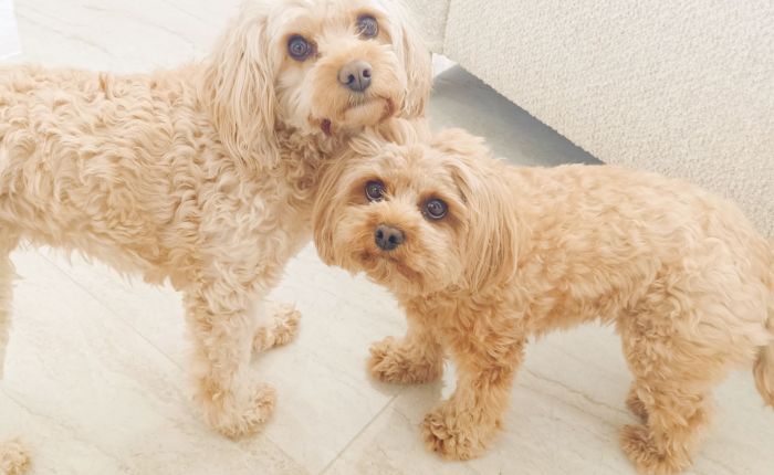 Dalyan – 1st & 2nd&nbsp;May