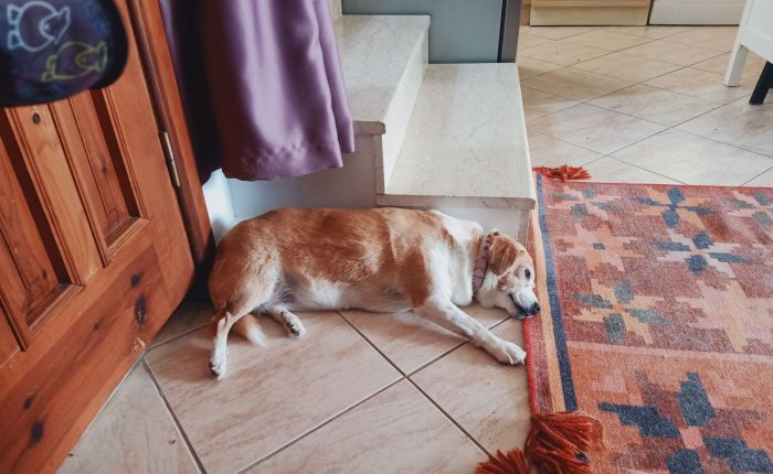 Dalyan – 29th & 30th&nbsp;June