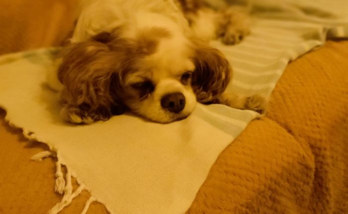 Dalyan – 30th & 31st&nbsp;January